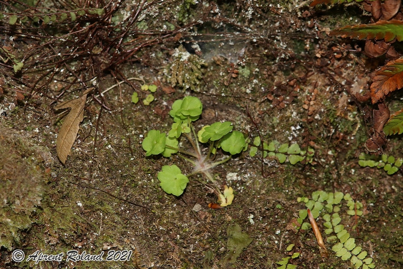 Saxifraga paradoxa 28