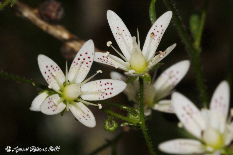 Saxifraga rotundifolia 2