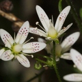 Saxifraga rotundifolia 2