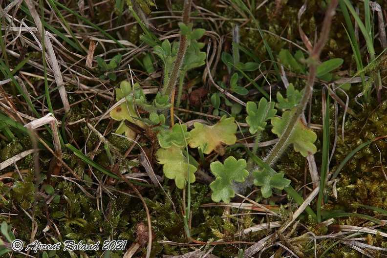 Saxifraga granulata 5