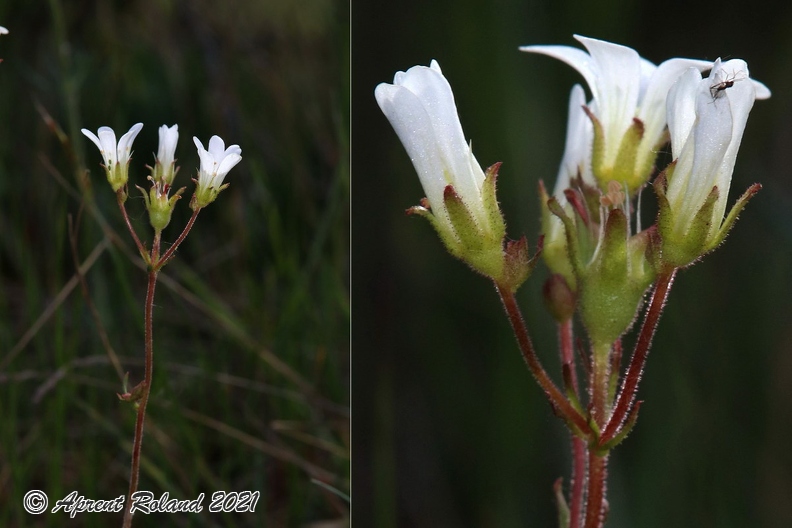 Saxifraga granulata 8