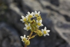 Saxifraga paniculata 3