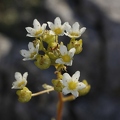Saxifraga paniculata 2