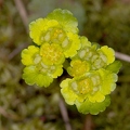 Chrysosplenium alternifolium 01