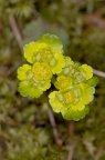 Chrysosplenium alternifolium 01