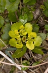 Chrysosplenium alternifolium 03