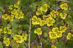 Chrysosplenium alternifolium 06