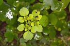 Chrysosplenium alternifolium 07