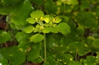 Chrysosplenium alternifolium 08