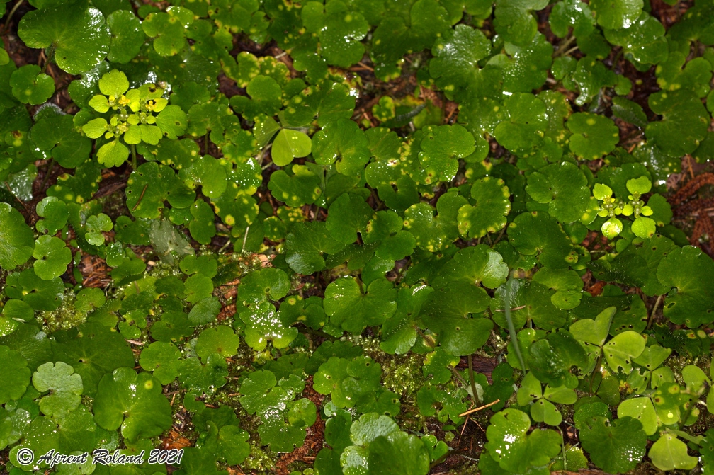 Chrysosplenium alternifolium 09