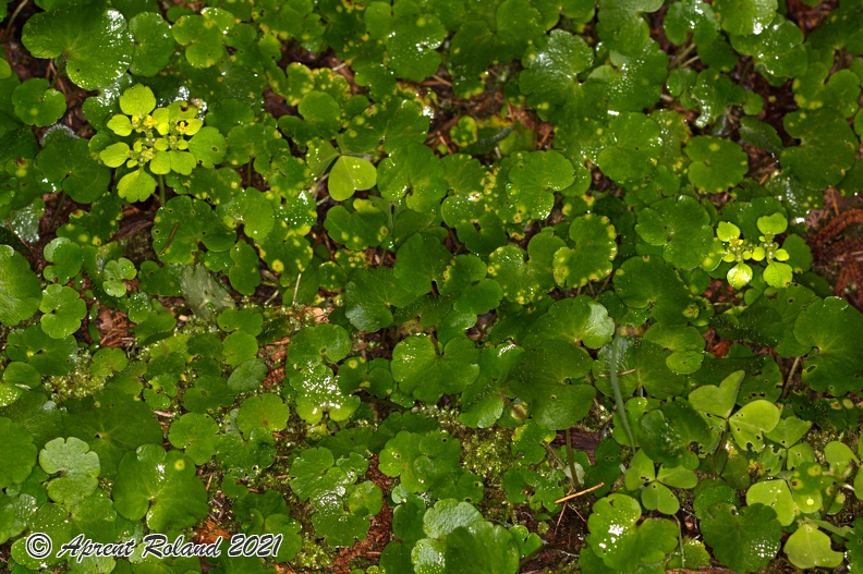 Chrysosplenium_alternifolium_09.jpg