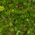 Chrysosplenium alternifolium 09