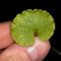Chrysosplenium alternifolium 10