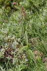 Pedicularis recutita 2