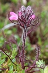 Pedicularis rosea 2