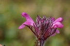 Pedicularis rosea 8