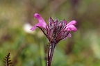 Pedicularis rosea 9