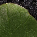 Ficaria calthifolia 5
