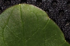 Ficaria calthifolia 5