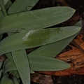 Galanthus elwesii 5