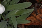 Galanthus elwesii 5