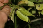 Helleborus viridis 04