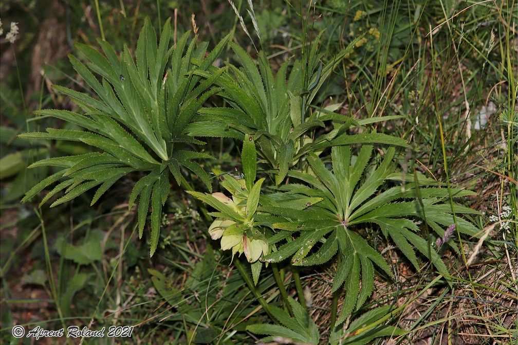 Helleborus viridis 05