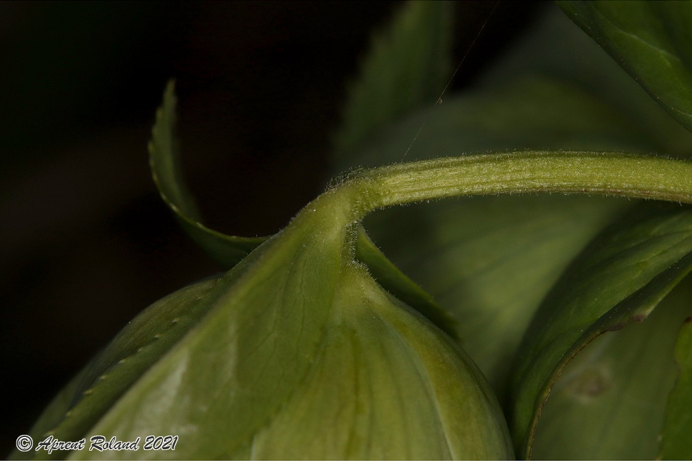 Helleborus viridis 06