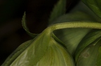 Helleborus viridis 06