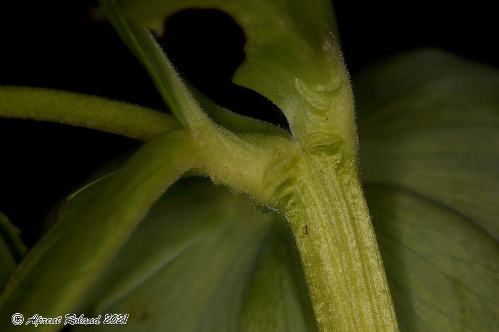 Helleborus viridis 07