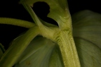 Helleborus viridis 07