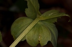 Helleborus viridis 08
