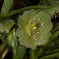 Helleborus viridis 10