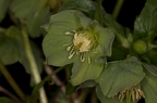 Helleborus viridis 11
