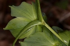 Helleborus viridis 12