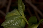 Helleborus viridis 13