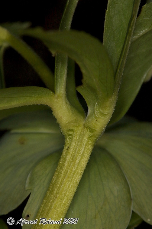 Helleborus viridis 15