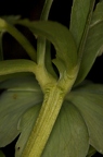 Helleborus viridis 15
