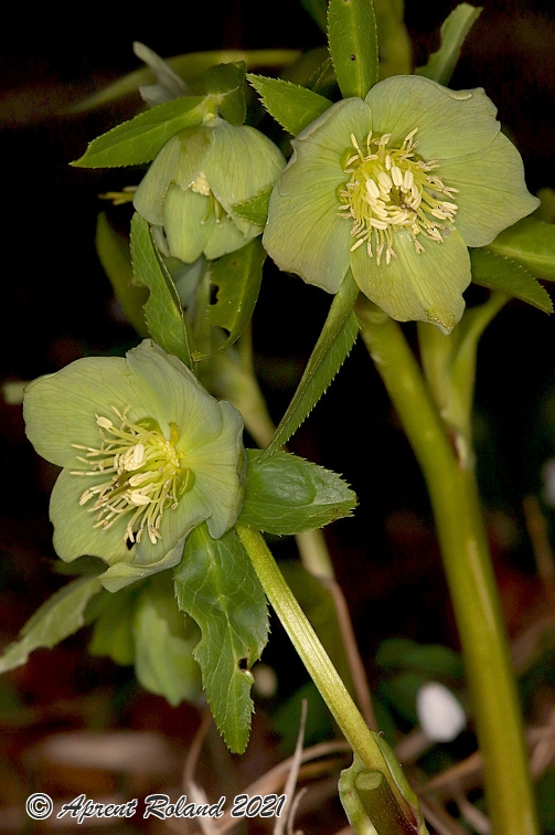 Helleborus viridis 16