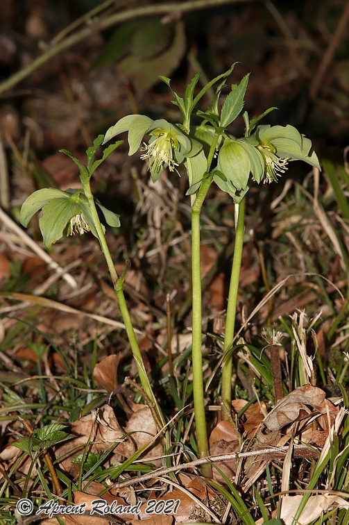 Helleborus viridis 18