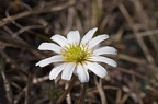 Callianthemum anemonoides 1