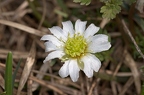 Callianthemum anemonoides 3