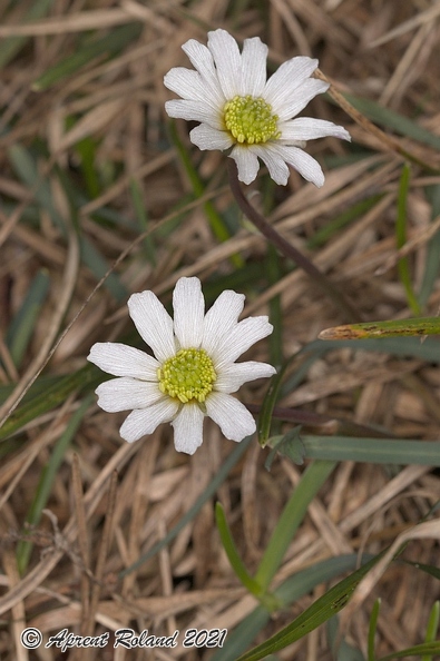 Callianthemum anemonoides 6