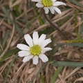 Callianthemum anemonoides 6