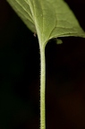 Viola mirabilis 4