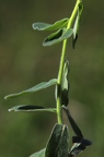 Euphorbia polychroma 2