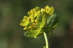 Euphorbia polychroma 3