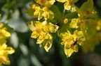 Euphorbia polychroma 4