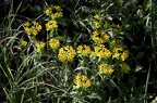 Euphorbia polychroma 5