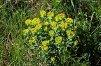 Euphorbia polychroma 6